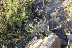 Abutilon sonneratianum