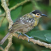 Macleay's Honeyeater - Photo (c) Kevin Rolle, some rights reserved (CC BY-NC-SA)