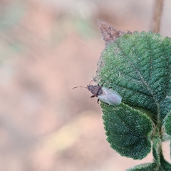 Oxycarenidae