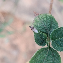 Oxycarenidae