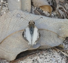 Heliopetes laviana
