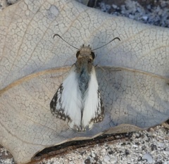 Heliopetes laviana
