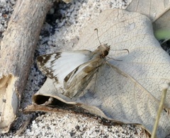 Heliopetes laviana