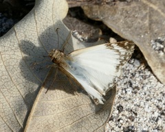 Heliopetes laviana