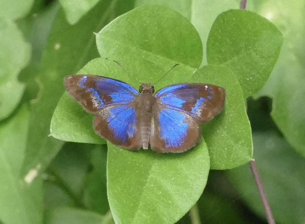 Glorious Blue-Skipper