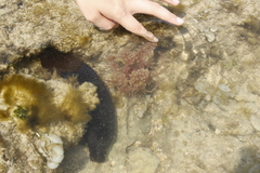 Holothuria leucospilota