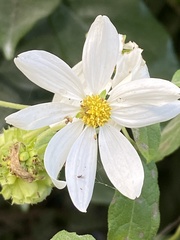 Montanoa atriplicifolia, photograph author not stated, no rights reserved