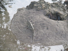 Periophthalmus argentilineatus