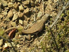 Pedioplanis lineoocellata