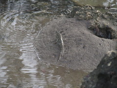 Periophthalmus argentilineatus