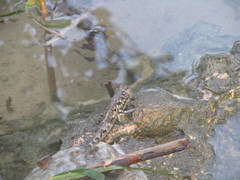 Periophthalmus argentilineatus