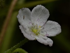 Drosera serpens