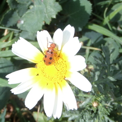 Leptopalpus rostratus