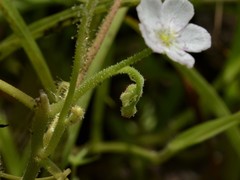 Drosera serpens