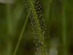 Drosera serpens