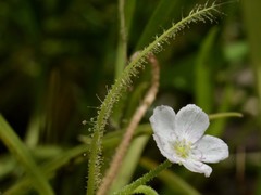 Drosera serpens