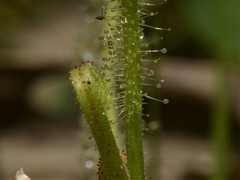 Drosera serpens