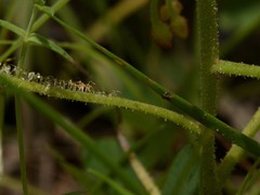Drosera serpens