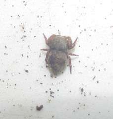 Salticidae