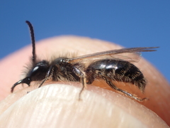 Andrena mitis