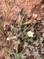 Calystegia collina oxyphylla
