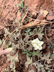 Calystegia collina oxyphylla