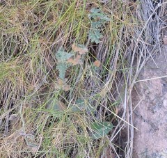 Convolvulus althaeoides