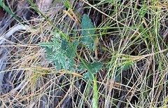 Convolvulus althaeoides
