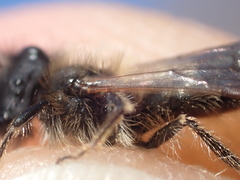 Andrena mitis