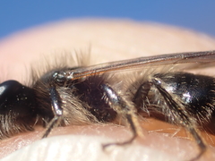 Andrena mitis
