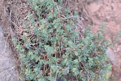 Linaria cavanillesii