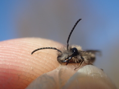 Andrena mitis