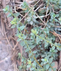 Linaria cavanillesii