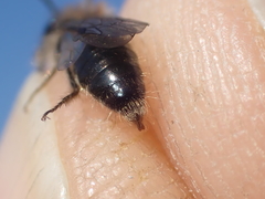 Andrena mitis