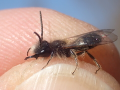 Andrena mitis