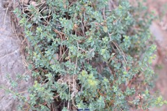 Linaria cavanillesii