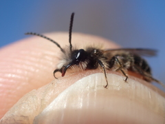 Andrena mitis