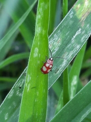 Omophoita sexnotata