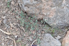 Convolvulus althaeoides