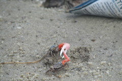 Decapoda