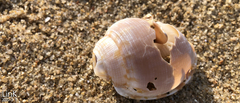 Phalium flammiferum