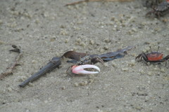 Decapoda