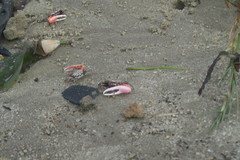 Decapoda