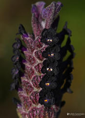 Lavandula stoechas stoechas