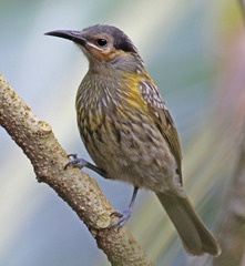 Macleay's Honeyeater photo 3