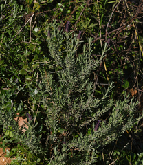 Lavandula stoechas stoechas