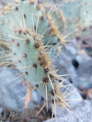 Opuntia rastrera