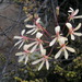 Pelargonium fumariifolium - Photo (c) Nick Helme, alguns direitos reservados (CC BY-SA), uploaded by Nick Helme