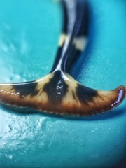 Diversibipalium boehmigi