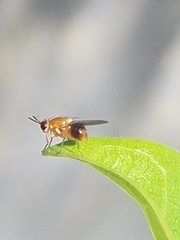Pachyopella